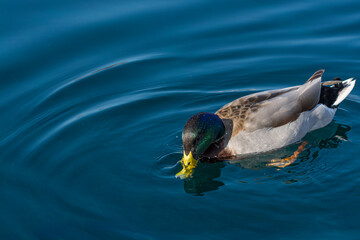 duck in the water