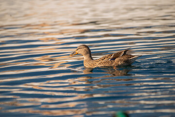 duck in the water