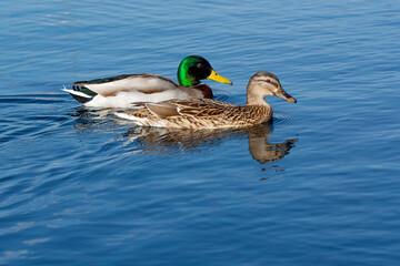 mallard duck on the lake