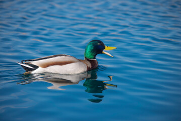 duck on the water
