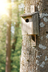 Handmade warbler nest attached to a large mossy tree in spring. Selective focus, sun rays, background blur.
