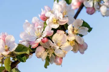 Closeup of apple tree blossom in early spring