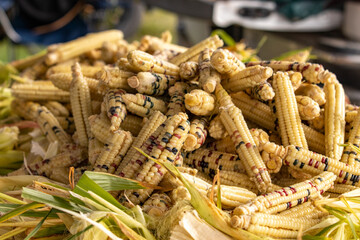 Meskwaki Native American Corn
