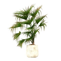 decorative flowers and plants for the interior, isolated on white background, 3D illustration, cg render