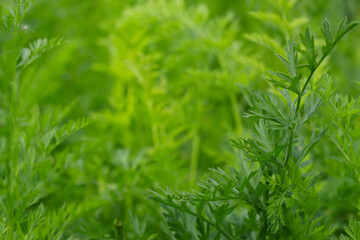 green carrot leaves in summer garden as a textured nature background