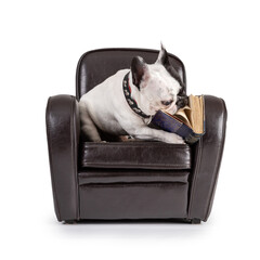 French Bulldog  read a blue book on armchair