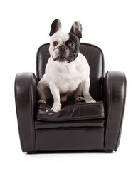 French Bulldog sitting on a black leather armchair