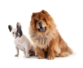 Chow-Chow and French Bulldog sitting