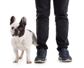 French Bulldog standing next to the legs of a man