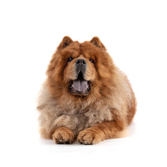 Chow-Chow elongated front view