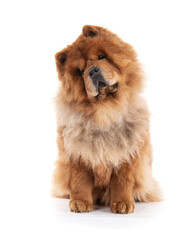 Chow-Chow sitting