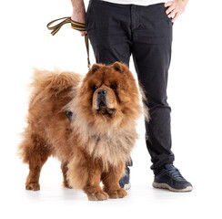 Chow-Chow Leashed by a Man