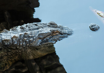 Alligator In Water Optical Illusion