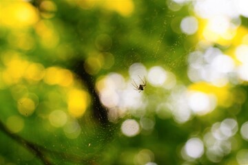 Spider & Web with bokeh