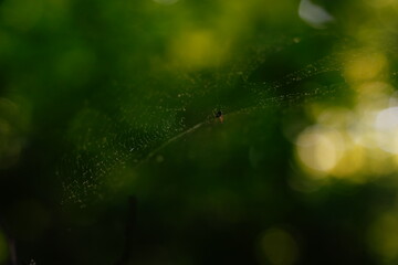 Cobweb and Spider