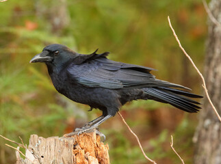 Crow on a Snag
