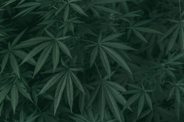 Weed texture for background. Marijuana plant. Cannabis leaves in a horizontal composition.