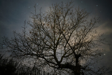 Obraz na płótnie Canvas Silhouette of an oak tree at night with starry sky. 
