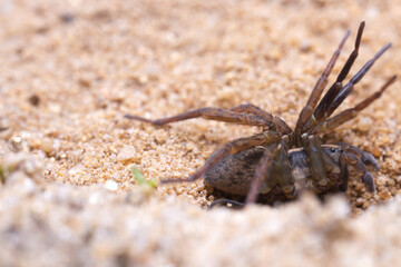 A crouching ground wolf spider (Trochosa terricola) in a attack stance standing in a hollow in the sand.