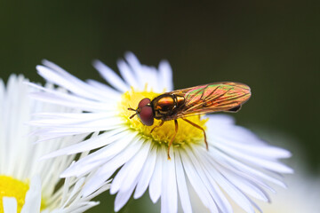 A Hoverfly (Melanostoma mellinum) drinking nectar from a daisy flower.