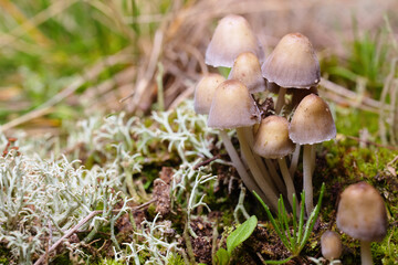 A close-up of a group of mushroom fruiting bodies from Mycenaceae family growing next to a white Cladonia (species of fruticose lichen).