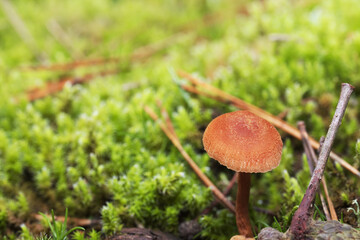 Mushroom known as the deceiver (Laccaria) on a background of moss and fallen pine needles.