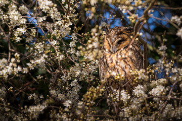 Long-eared owl in the tree perched