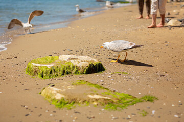 Seagull standing on the sandy shore. Two senior unrecognizable women feeding seagulls on the rocky beach.