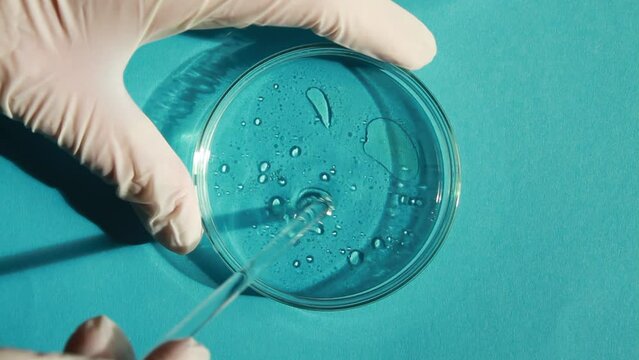 Petri dish. Glass tube. Spins. Man in gloves. With rotating fluid. On a blue background. laboratory, molecules, bacteria.