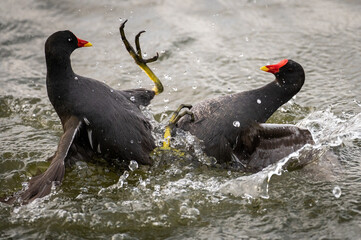 Two common moorhen (Gallinula chloropus), also known as the waterhen or swamp chicken, fighting in a lake