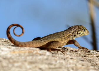 Northern Curly-tailed Lizard