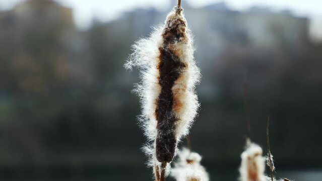 Fluff Cotton Cattail reed. Flying Seeds of a cattail (Typha latifolia)
