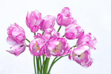 Tulips close up. Bouquet of pink tulips close up. Tulip petals. Buds of purple flowers. Flowers on a white background. Beautiful bouquet. Floral background . Spring flower