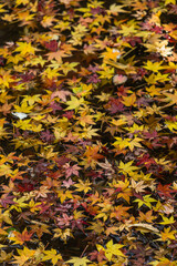 日本　京都府京都市にある毘沙門堂の高台弁才天の池に浮かぶ紅葉の落葉