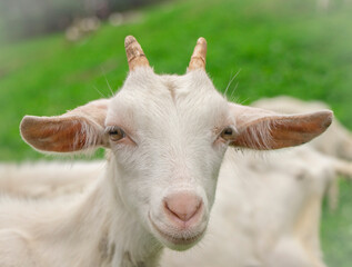 Goats of Switzerland