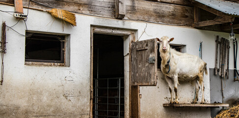 Goats of Switzerland