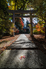 日本　京都府京都市にある毘沙門堂の鳥居と木漏れ日に照らされた紅葉の落葉
