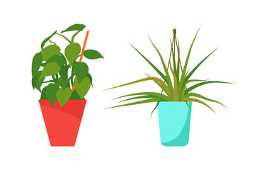 Set of house plants. Interior Scandinavian design. Design element. Vector illustration