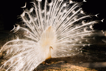 Close up shot of a white peacock with open tail standing in sun light.