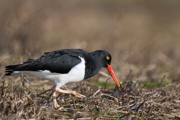 Magellanic Oystercatcher (Haematopus leucopodus) on the coast of Sea Lion Island on the Falkland Islands.