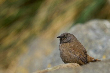 Young Cobb's Wren (Troglodytes cobbi) peering out from a boulder on the coast of Sea Lion Island in the Falkland Islands
