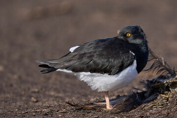Magellanic Oystercatcher (Haematopus leucopodus) on the coast of Sea Lion Island on the Falkland Islands.