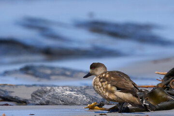 Crested Duck (Lophonetta specularioides specularioides) drinking from a pool of water on a beach on Sea Lion Island in the Falkland Islands.