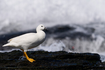 Male Kelp Goose (Chloephaga hybrida malvinarum) on the rocky coast of Sea Lion Island in the Falkland Islands.