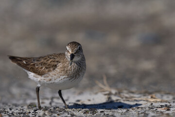 White-rumped Sandpiper (Calidris fuscicollis) searching for food along the coast of Sea Lion Island...