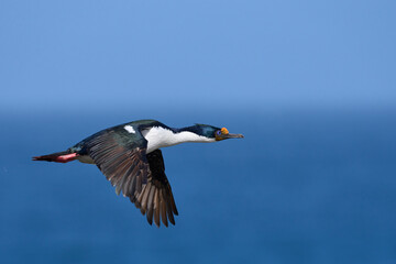 Imperial Shag (Phalacrocorax atriceps albiventer) carrying vegetation to be used as nesting material on Sea Lion Island in the Falkland Islands
