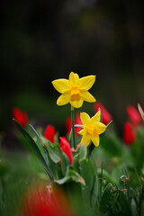 wiosenne narcyzy  na tle tulipanów © Ignacy