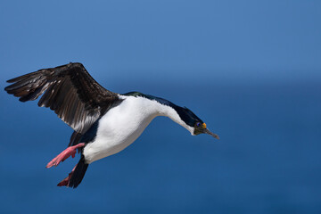Obraz premium Imperial Shag (Phalacrocorax atriceps albiventer) carrying vegetation to be used as nesting material on Sea Lion Island in the Falkland Islands