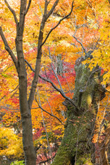 日本　京都府京都市にある東福寺の庭園の紅葉