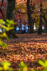 日本　京都府京都市にある東福寺の庭園の紅葉
